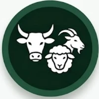 Ruminant