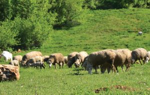 ZymFlor® Ruminant 2
